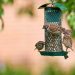 How do birds find bird feeders?