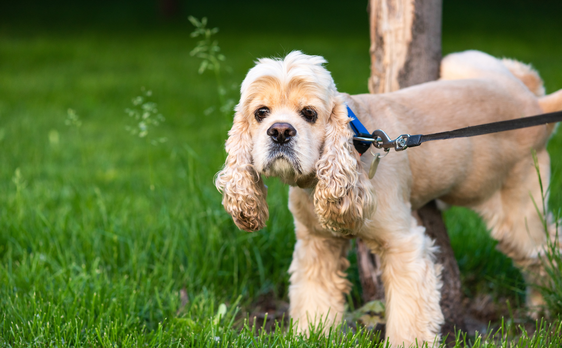 Why Does Dog Urine Kill Grass?