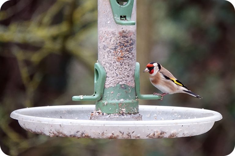 How Do Birds Find Bird Feeders? YoyiPet