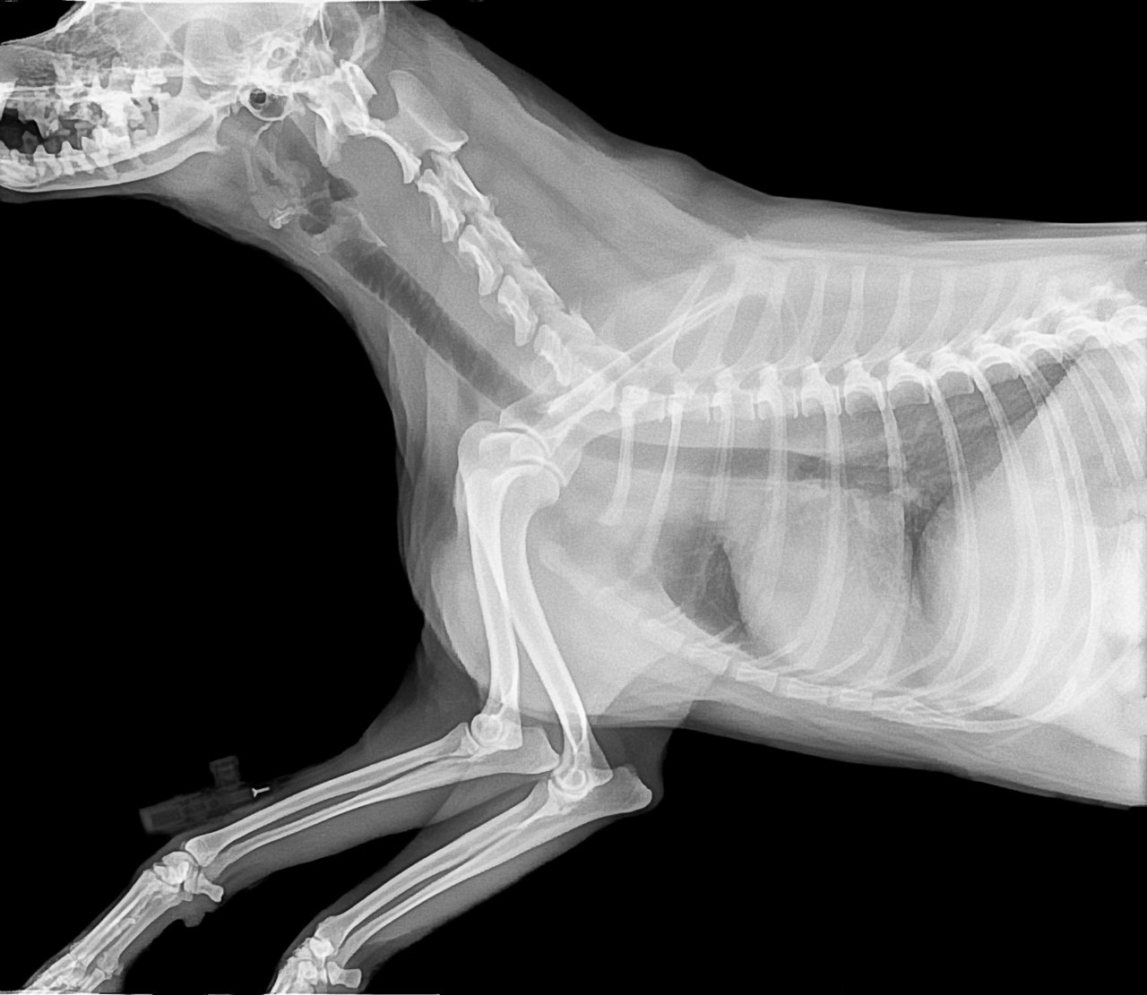 Why Are Dog X-Rays So Expensive?