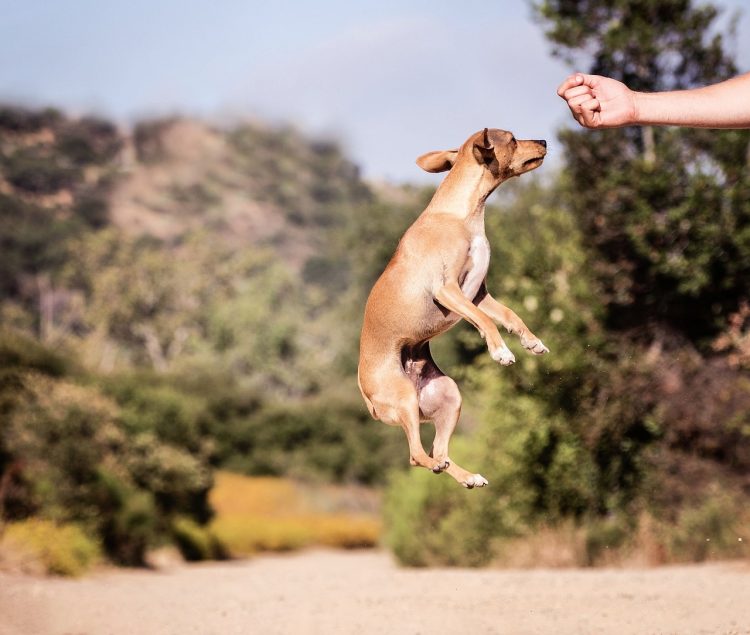 why-do-dogs-jump-around-their-treats-yoyipet