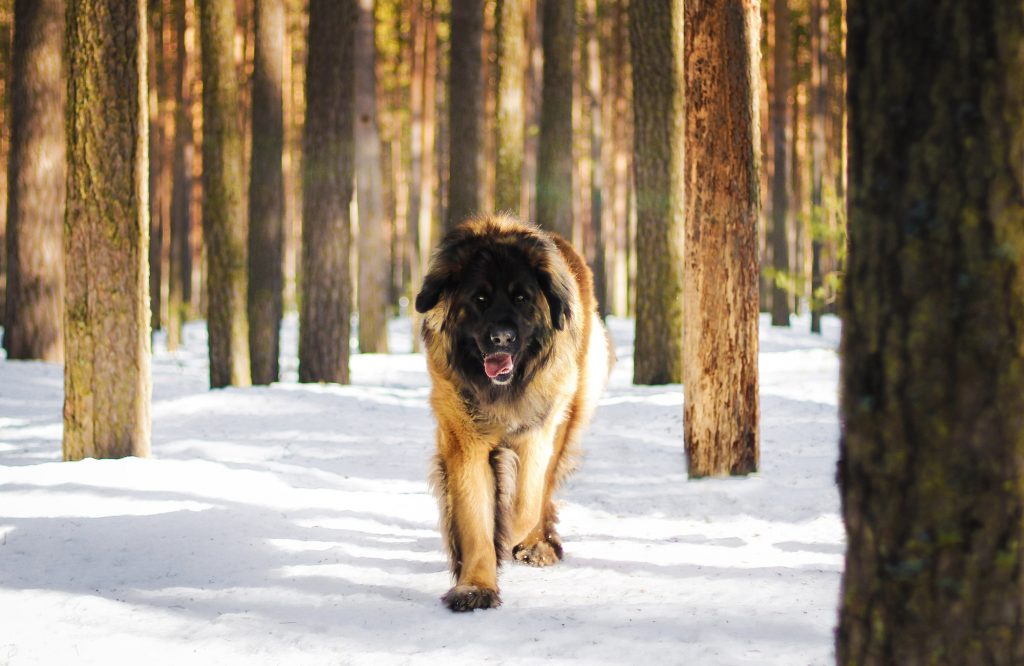 Caucasian Shepherd Dog Vs. Wolf YoyiPet