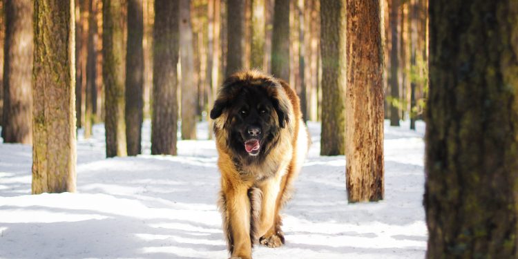Caucasian Shepherd Dog Vs. Wolf