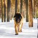 Caucasian Shepherd Dog Vs. Wolf