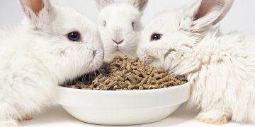Will Cat Food Hurt a Rabbit?