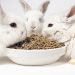 Will Cat Food Hurt a Rabbit?