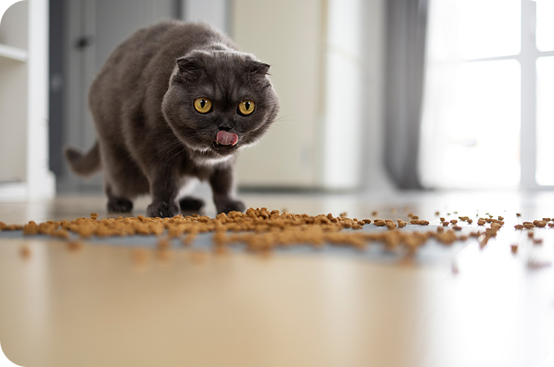 Why Cat Food Smells Bad ？ YoyiPet
