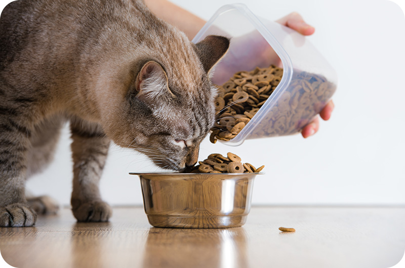 Why Cat Food Smells Bad