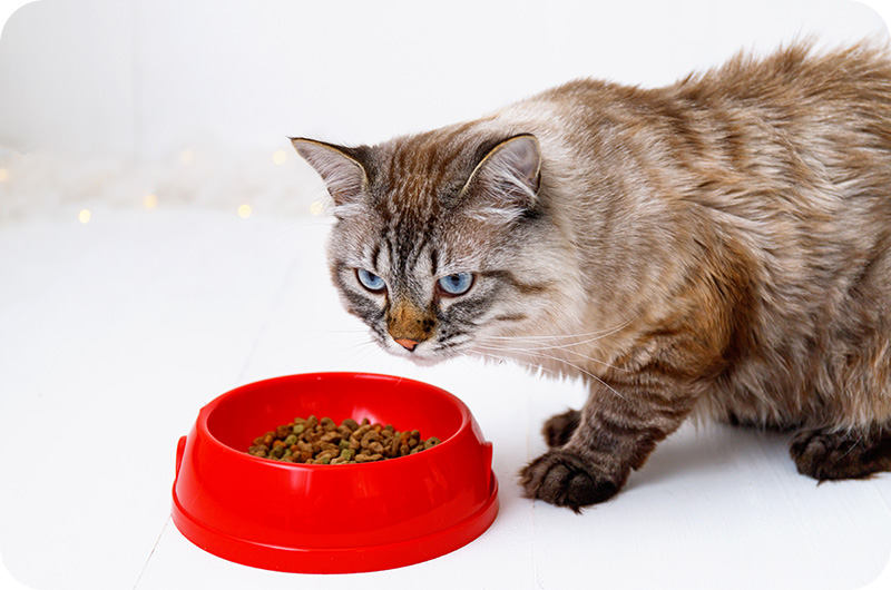 can-cat-food-go-bad-and-stale-yoyipet