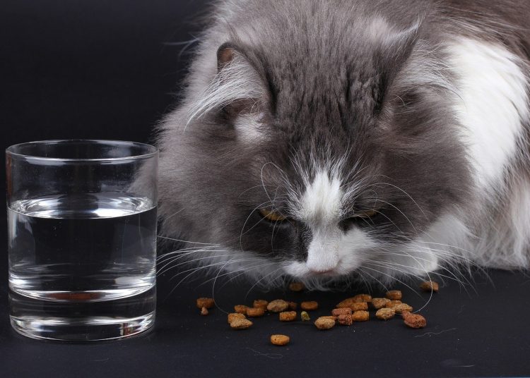 Why Cat Food Smells Bad YoyiPet