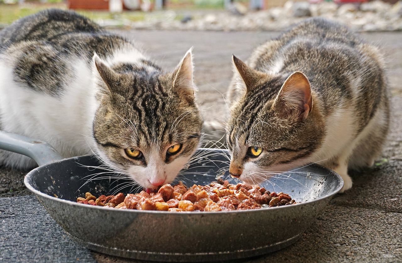 Why Cat Food Smells Bad