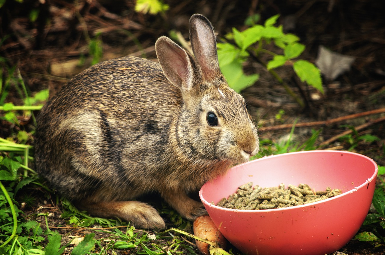 Will Cat Food Hurt a Rabbit?