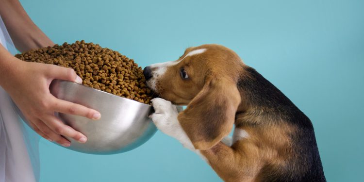 Why Do Dogs Jump Around Their Treats?