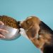 Why Do Dogs Jump Around Their Treats?