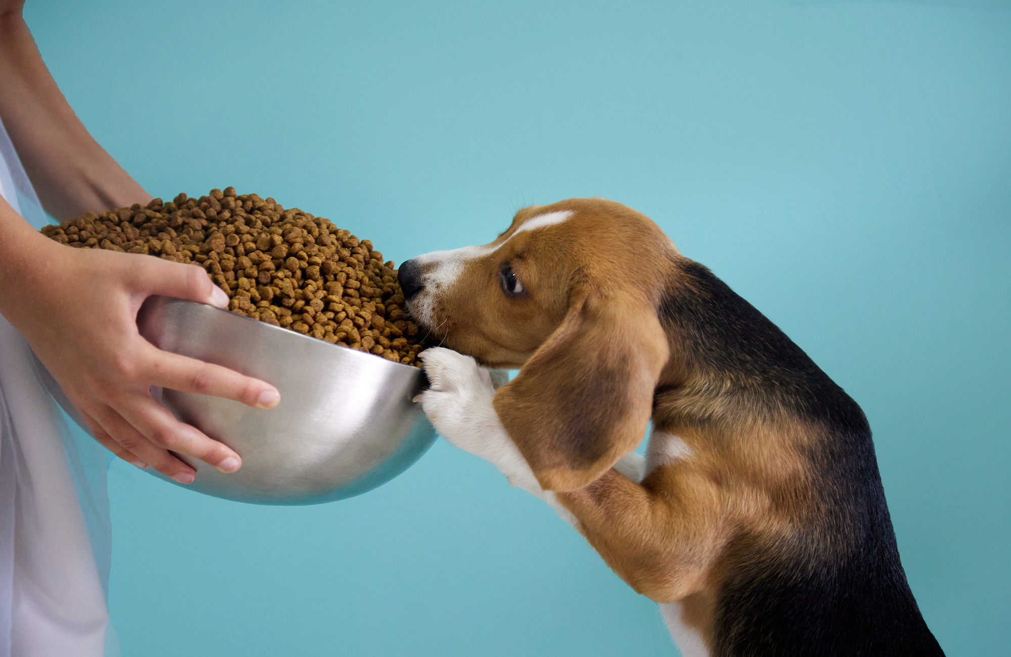 Why Do Dogs Jump Around Their Treats?