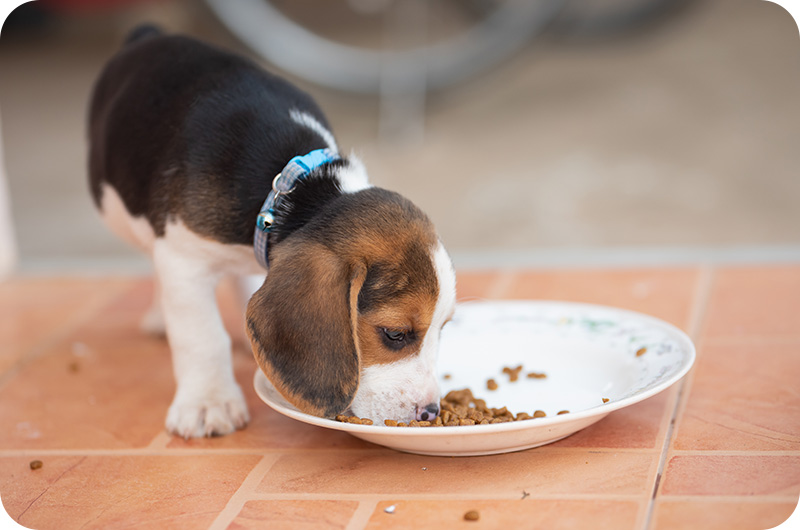 Why Do Dogs Jump Around Their Treats? YoyiPet