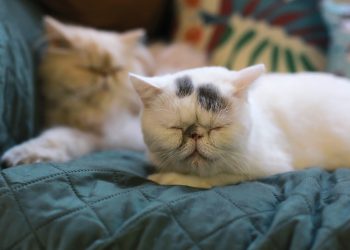 Why does my cat purr so loud?