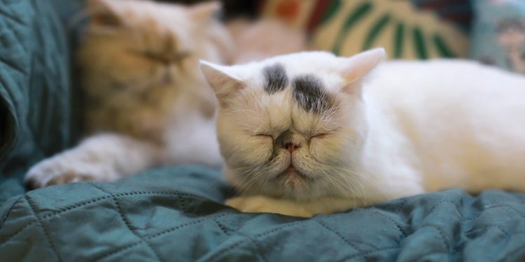 Why does my cat purr so loud?