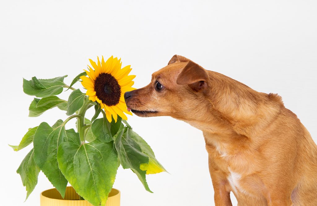 Why Does Dog Pee Smell Like Fish? YoyiPet