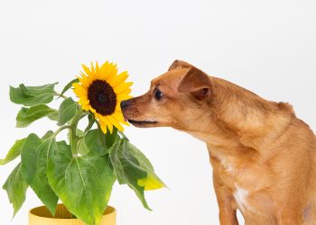 Why Does Dog Pee Smell Like Fish?