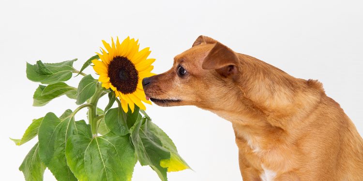 Why Does Dog Pee Smell Like Fish?