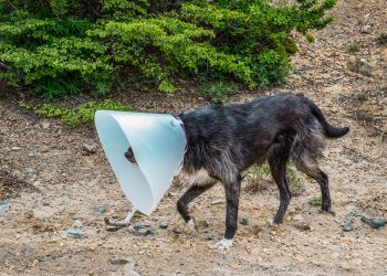 Can A Dog Wear a Cone in a Crate?