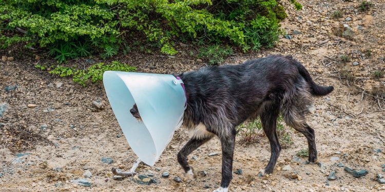 Can A Dog Wear a Cone in a Crate?
