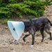 Can A Dog Wear a Cone in a Crate?