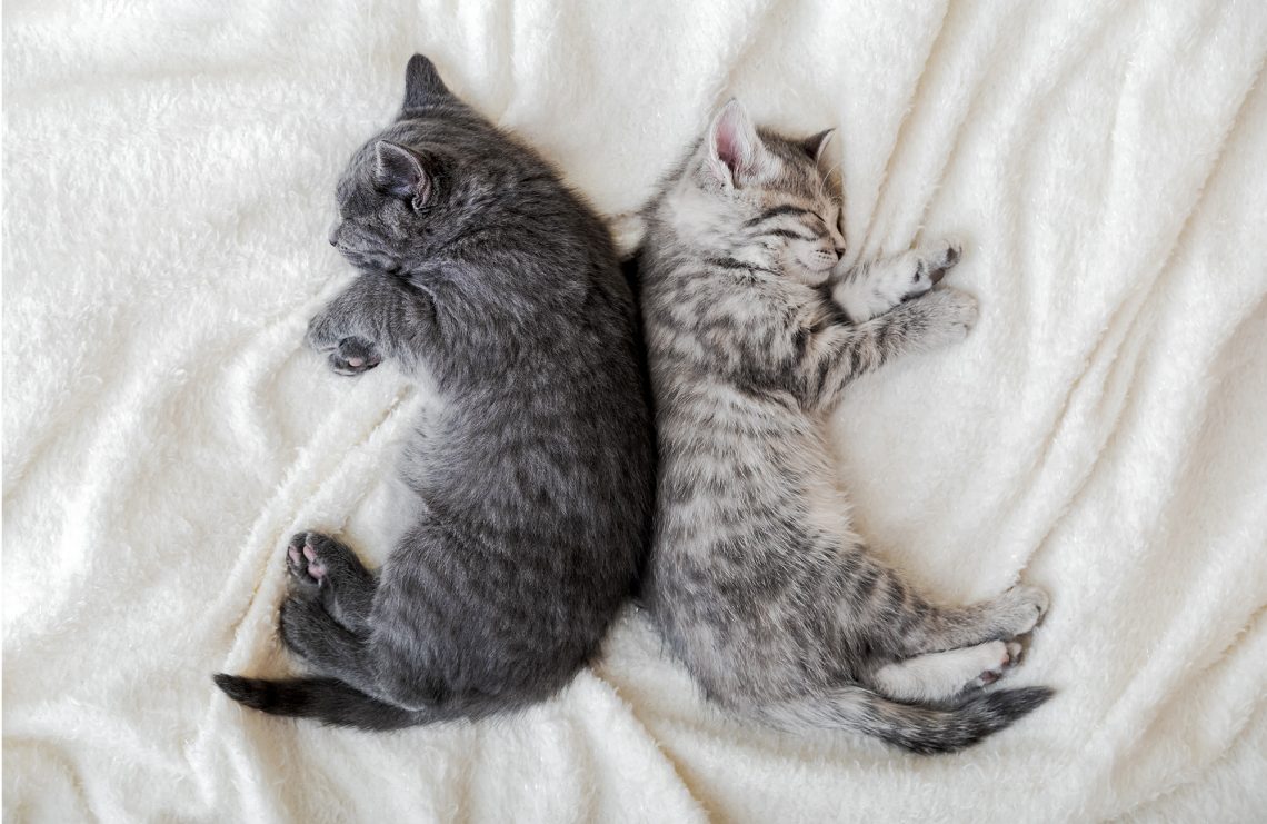 How Young Can A Cat Get Pregnant? YoyiPet