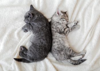 How young can a cat get pregnant