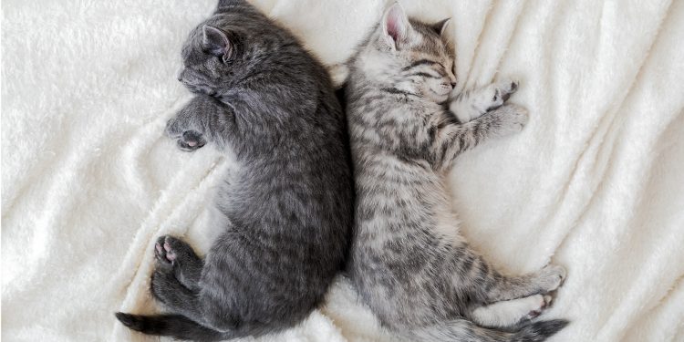 How young can a cat get pregnant