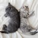 How young can a cat get pregnant