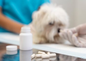 How To Get a Dog to Eat While on Antibiotics?
