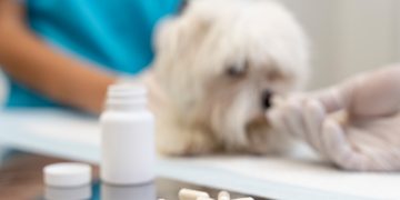 How To Get a Dog to Eat While on Antibiotics?