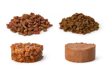 Can Cat Food Go Bad and Stale?
