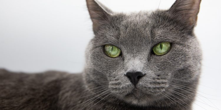 The Fluffy World of Grey Cats