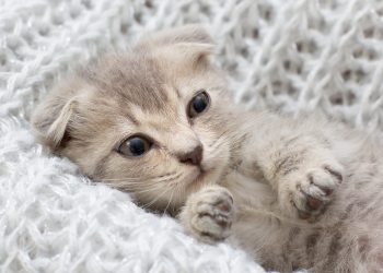 When to put a cat to sleep with hyperthyroidism?