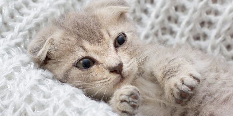 When to put a cat to sleep with hyperthyroidism?