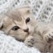 When to put a cat to sleep with hyperthyroidism?