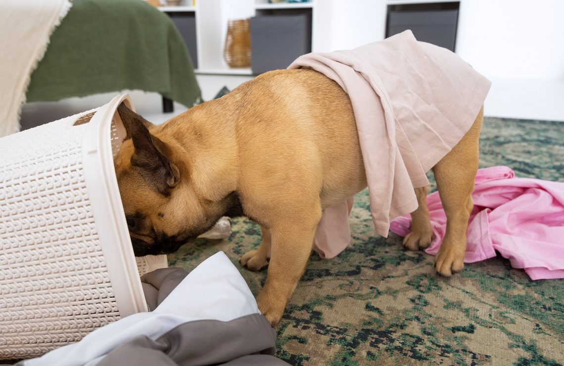 Dog Ate Underwear How Long To Pass YoyiPet