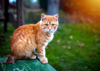 What Breed Is an Orange and White Cat？