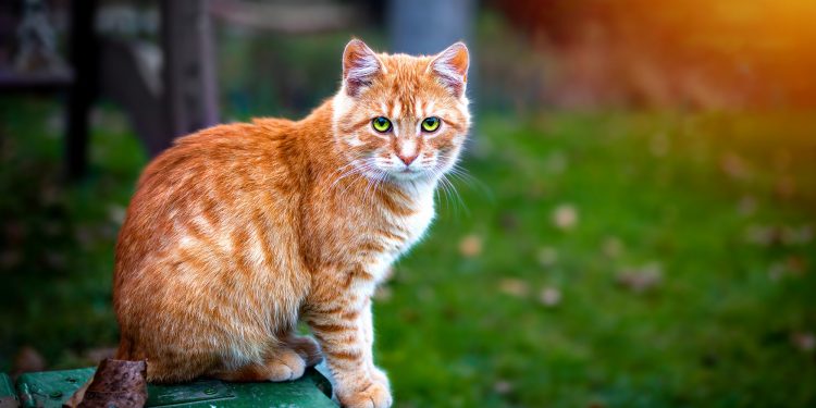 What Breed Is an Orange and White Cat?