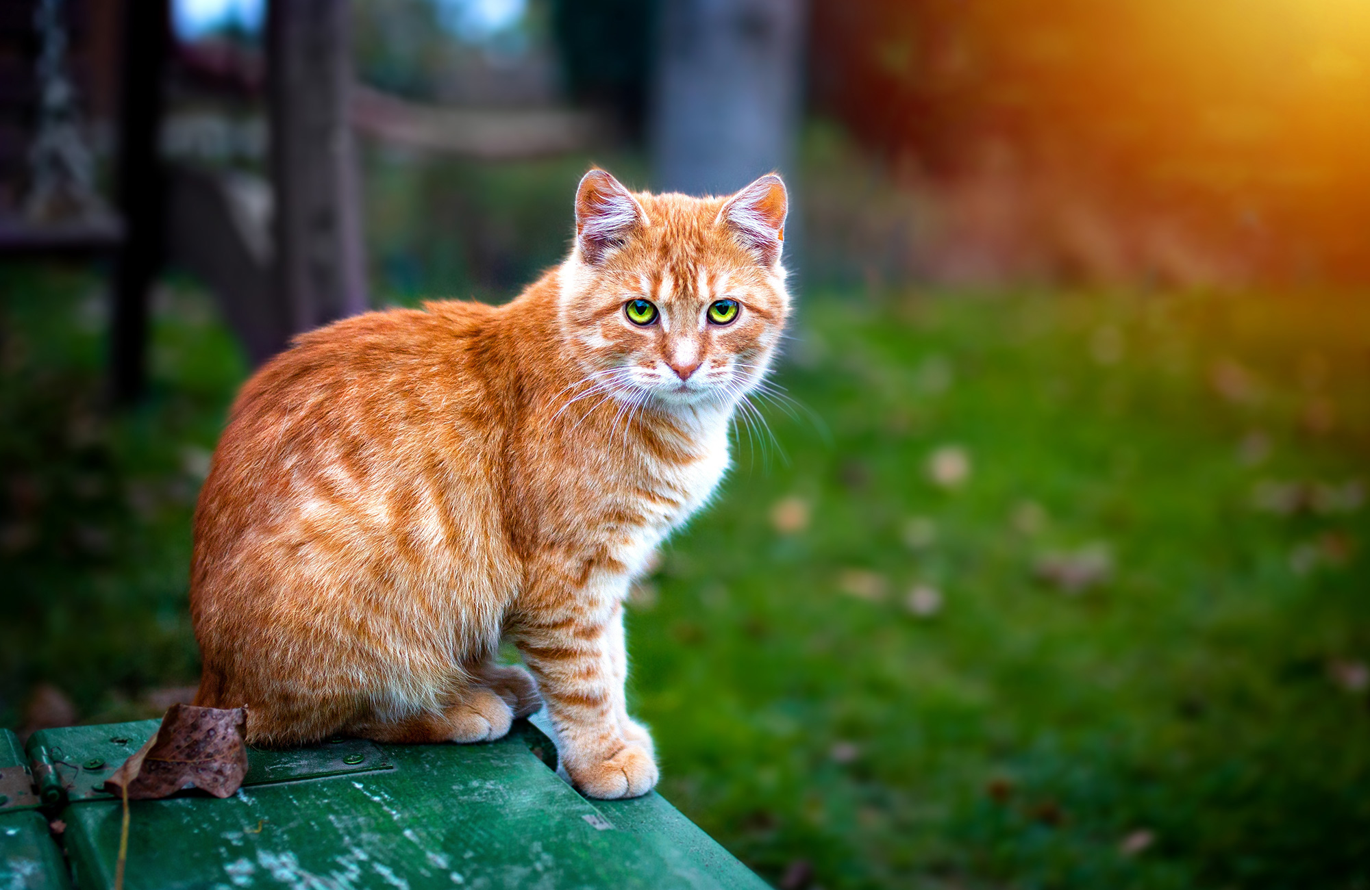 What Breed Is an Orange and White Cat？
