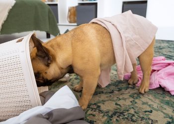 Dog Ate Underwear: How Long to Pass