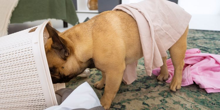 Dog Ate Underwear: How Long to Pass