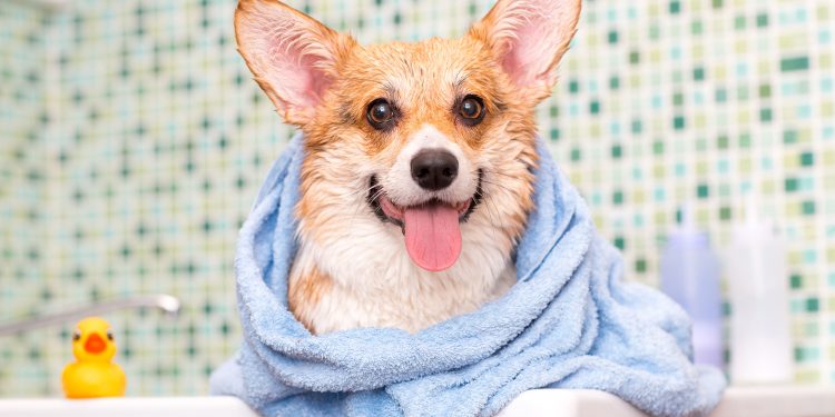 Malaseb Dog Shampoo Alternative