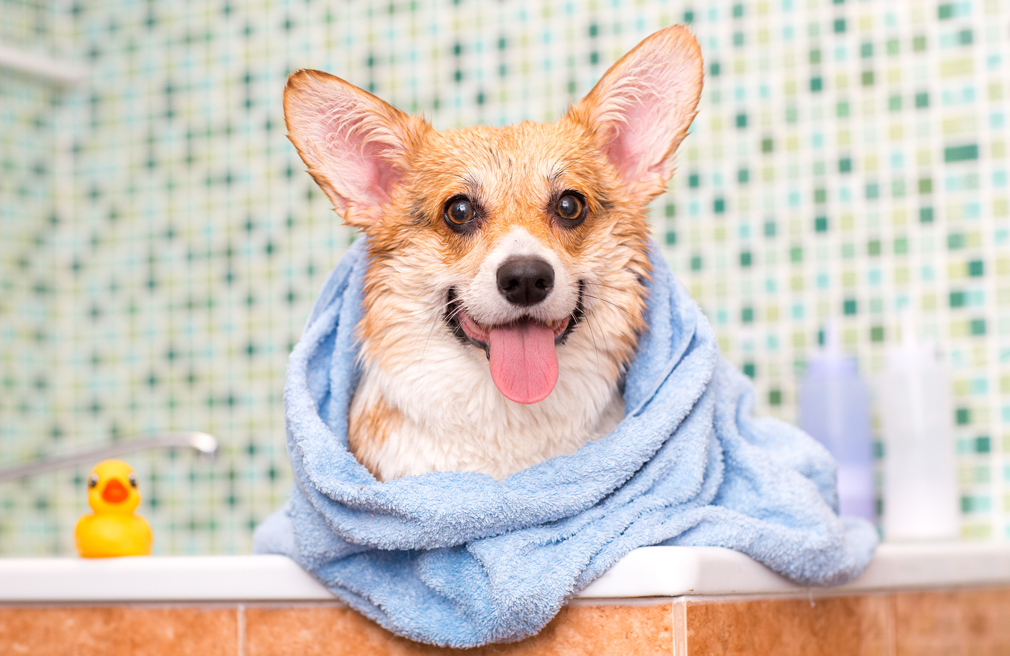 Malaseb Dog Shampoo Alternative