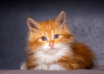 What are the Fluffiest Cat Breeds?