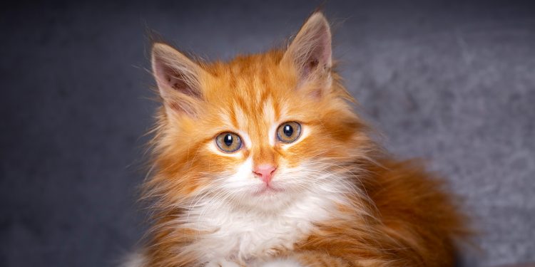 What are the Fluffiest Cat Breeds?