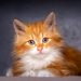 What are the Fluffiest Cat Breeds?